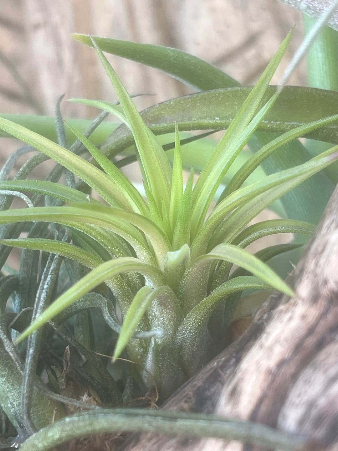 Customer photo review of Ionantha Variegata  Rare Ionantha Form *50% OFF*