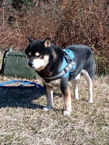 Customer photo review of FunFunPet 高機能ハーネス（お名前タグ作成サービス付き）