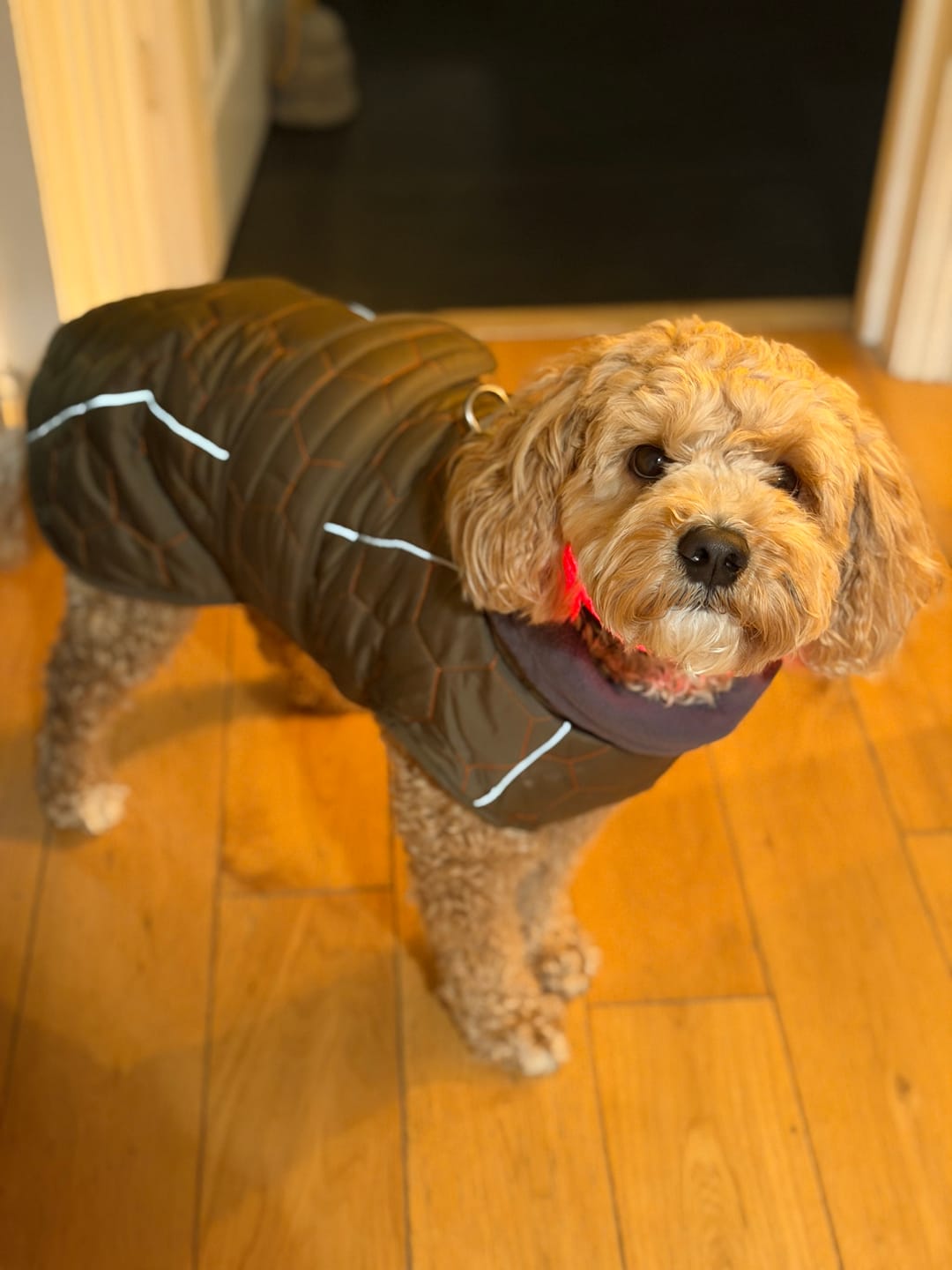 Customer photo review of Honey Comb Dog Coat