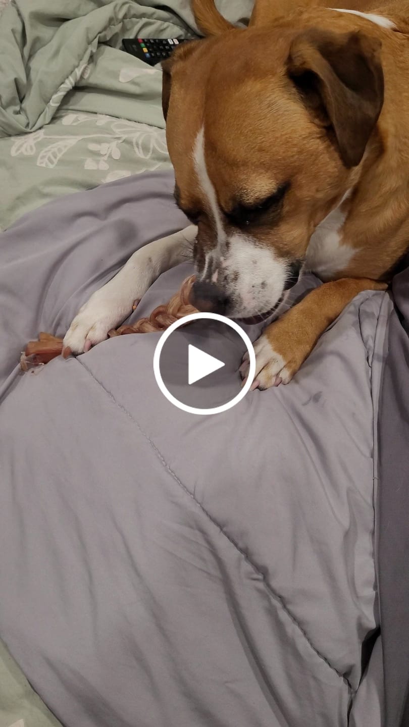 Customer video review of Ostrich Tendon Twister (16" x 2.5" x 1"): The Satisfying, All-Natural Chew for Dental Health & Joint Support