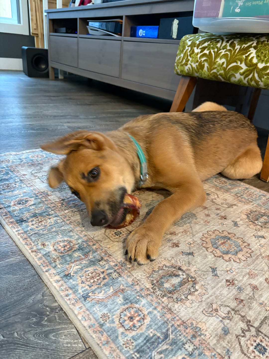 Customer photo review of Small Bully Stick Ring