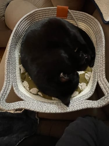 Customer photo review of Instinct Basket | Handwoven & Chemical-Free Cat Territory