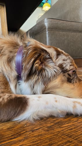 Close-up of a customer's dog with a merle coat wearing the purple leather Rover Standard Collar.