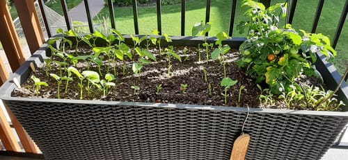 Customer photo review of Easy Grow Garden Planter - Dk Grey