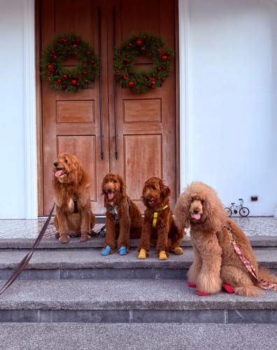 Customer photo review of WagWellies® Mojave