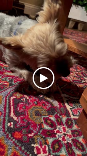 Customer video review of 4-Stick Yak Chew Pack – Mint, Banana, Strawberry & Pumpkin