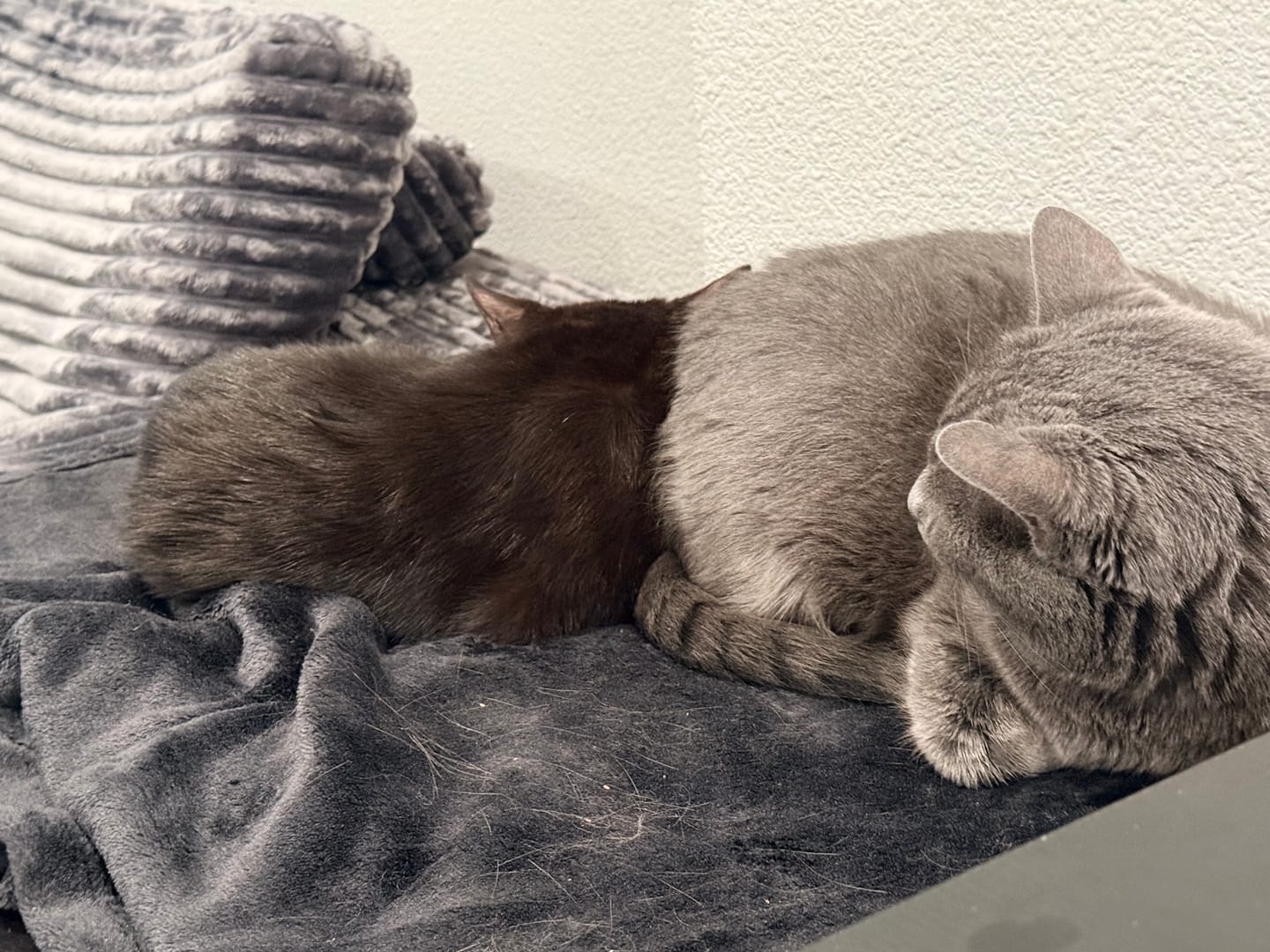 Customer photo review of Neakasa M1 Open Top Self-Cleaning Cat Litter Box