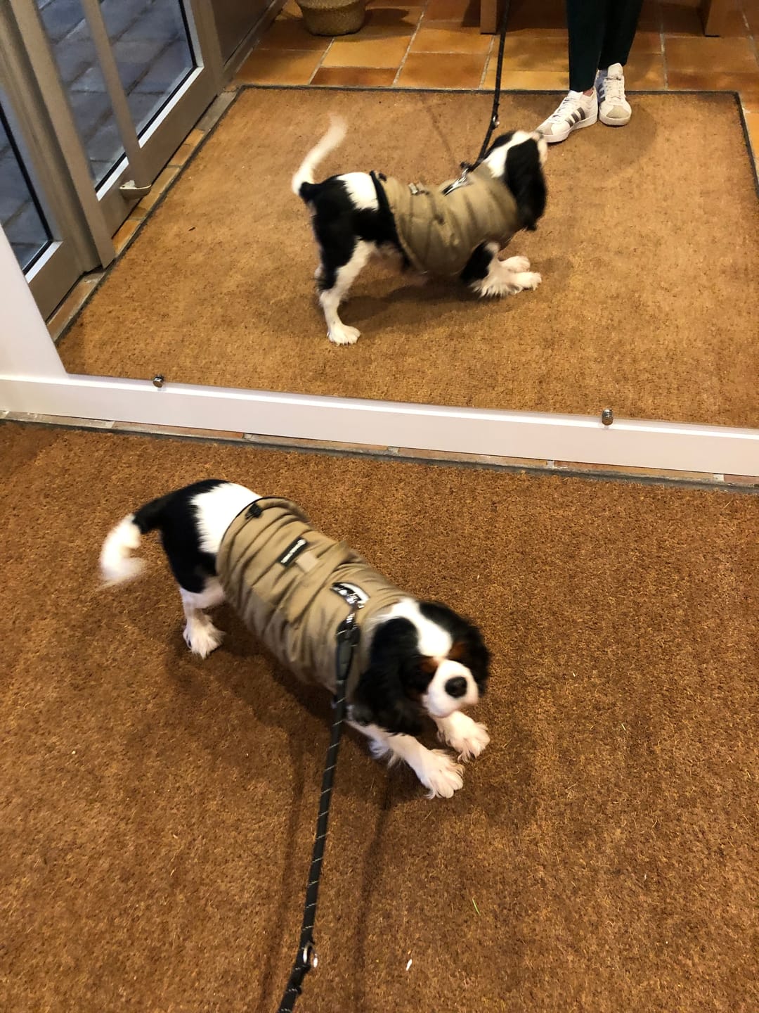 Customer photo review of WarmShield Water-Resistant Jacket - Tan