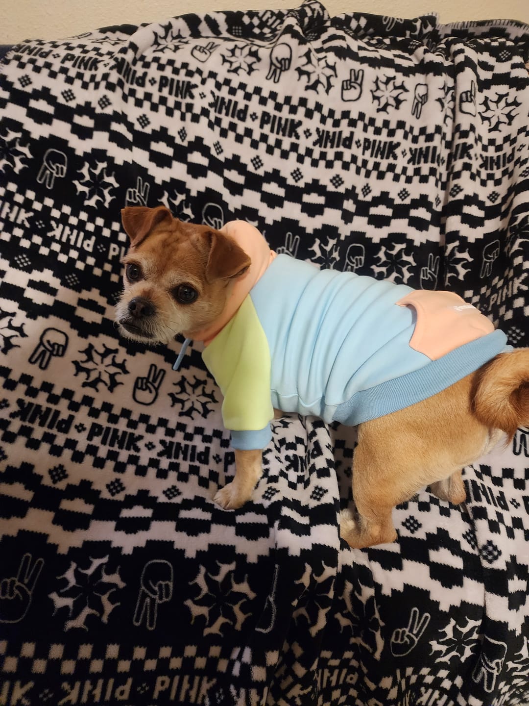 Customer photo review of Jelly Bean Dog Hoodie