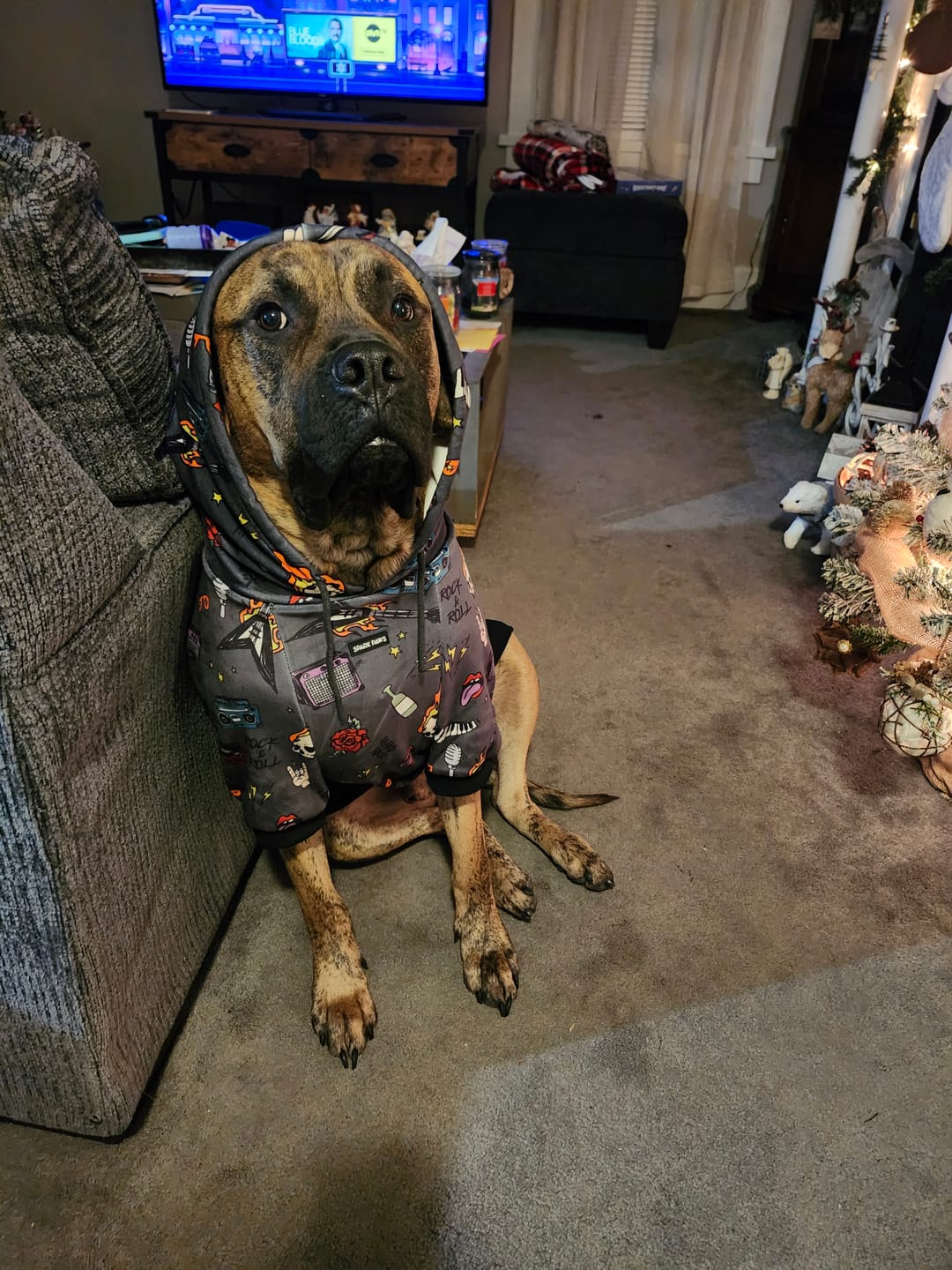 Customer photo review of Rock and Roll Dog Hoodie