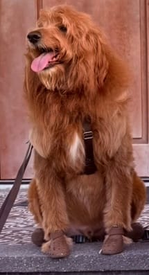 Customer photo review of WagWellies® Mojave