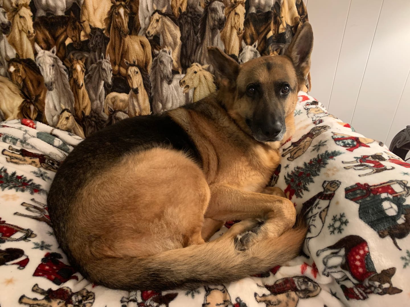 Customer photo review of 6 Inch Monster Bully Stick