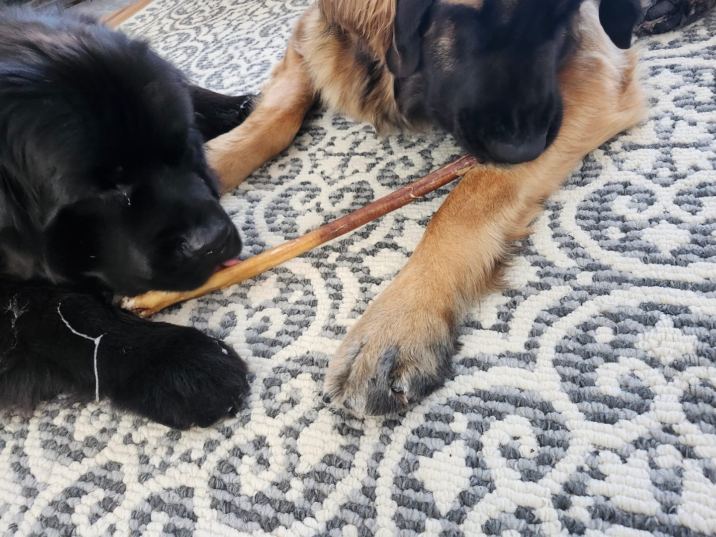 Customer photo review of Vrac Nature's Own - Bully Sticks de boeuf mastication pour chien