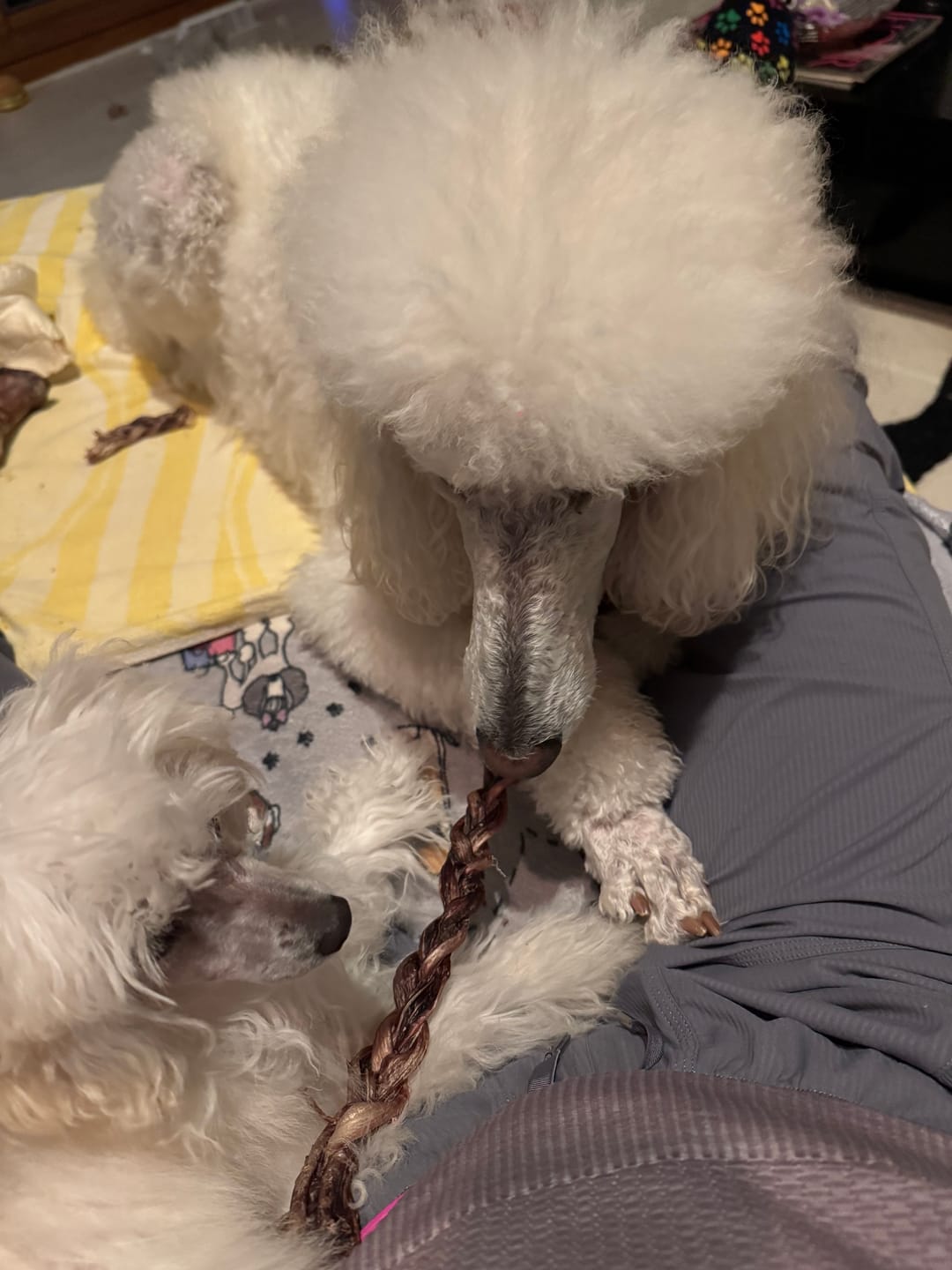 Customer photo review of Ostrich Foot Bone (7" x 3.5"): The Flavorful & Long-Lasting Chew for Medium to Large Dogs