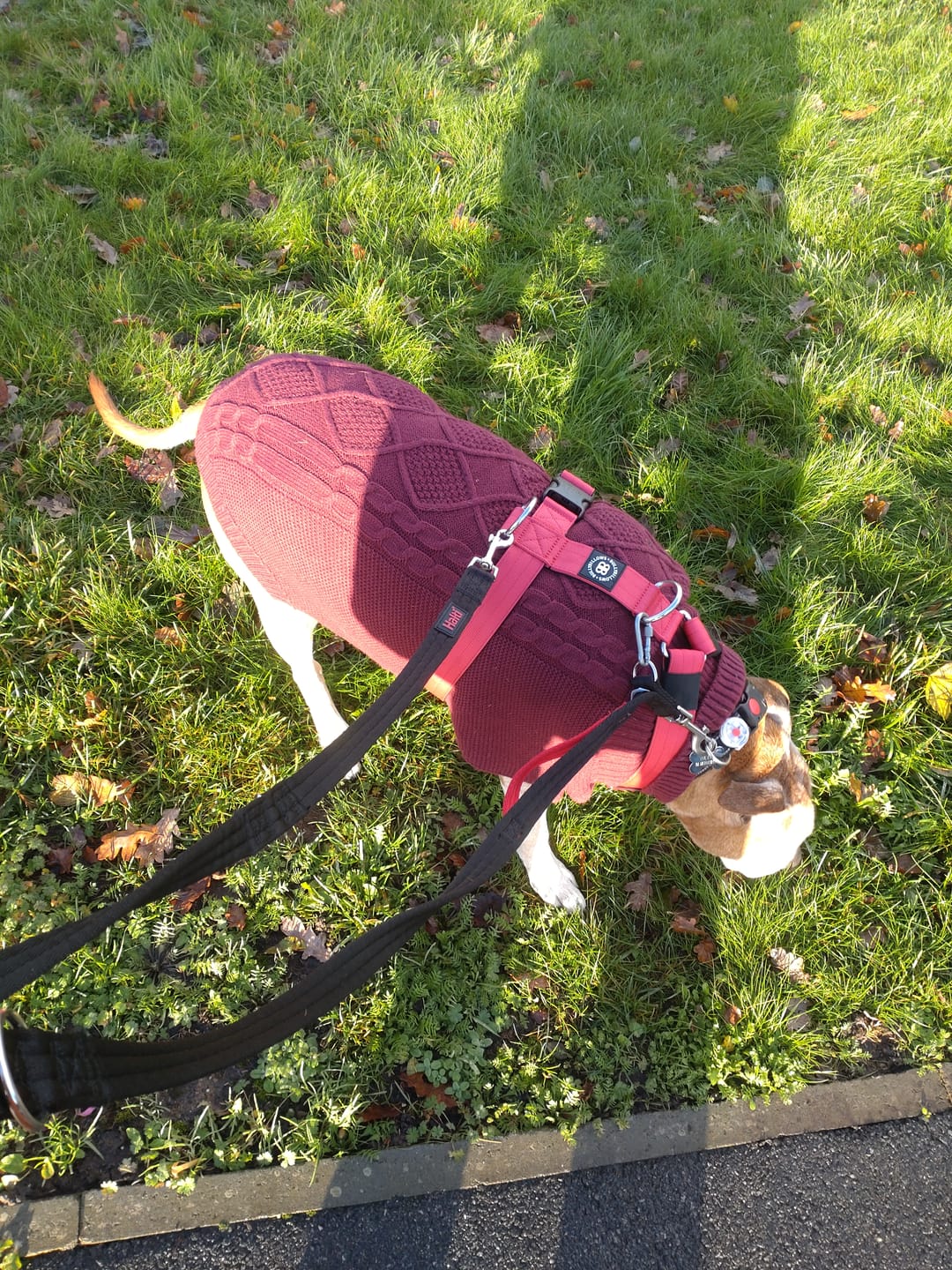 Customer photo review of Training Anti Pull TRI-Harness® | M-XL Breeds - Metal Grey