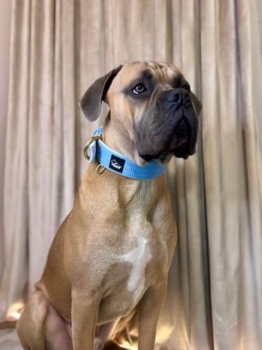 Customer photo review of Szeroka obroża z klamrą - Active Golden Baby Blue
