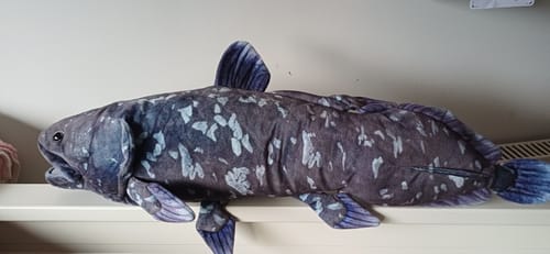 Customer photo review of Realistic Latimeria Coelacanth Plush – Soft and Deep-Sea Living Fossil Treasure