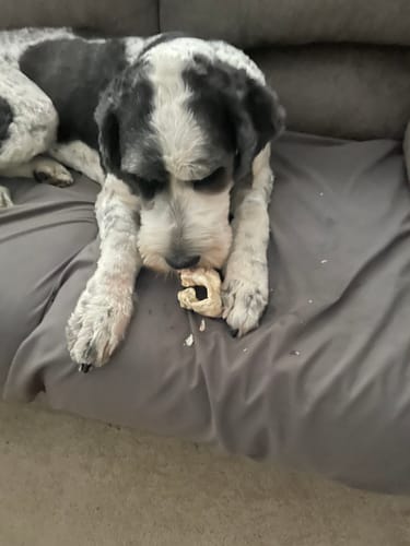 Customer photo review of Cow Ears For Dogs