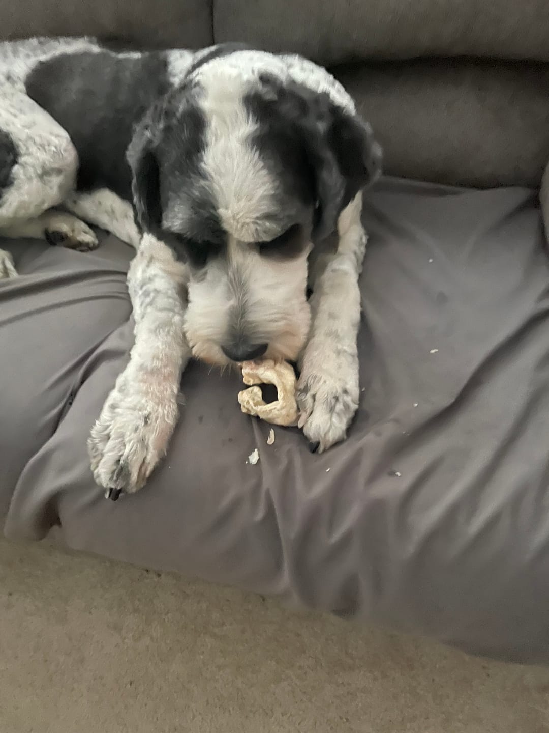 Customer photo review of Cow Ears For Dogs