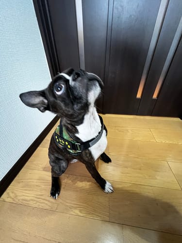 Customer photo review of FunFunPet 高機能ハーネス（お名前タグ作成サービス付き）