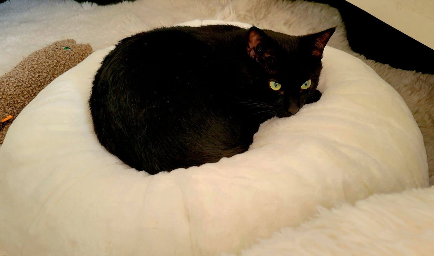 Customer photo review of Sourdough Pudding Bed