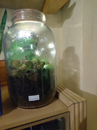 Rezensent zeigt den bepflanzten Flaschengarten 4L mit beschlagenem Glas auf einem Holzregal.