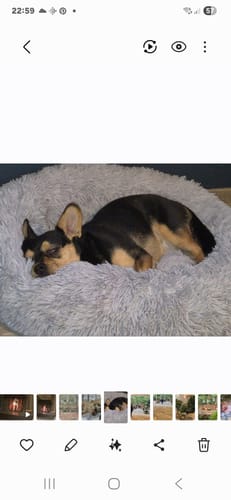 Customer photo review of Puppery Hundebett Wolke 7 - Das Original