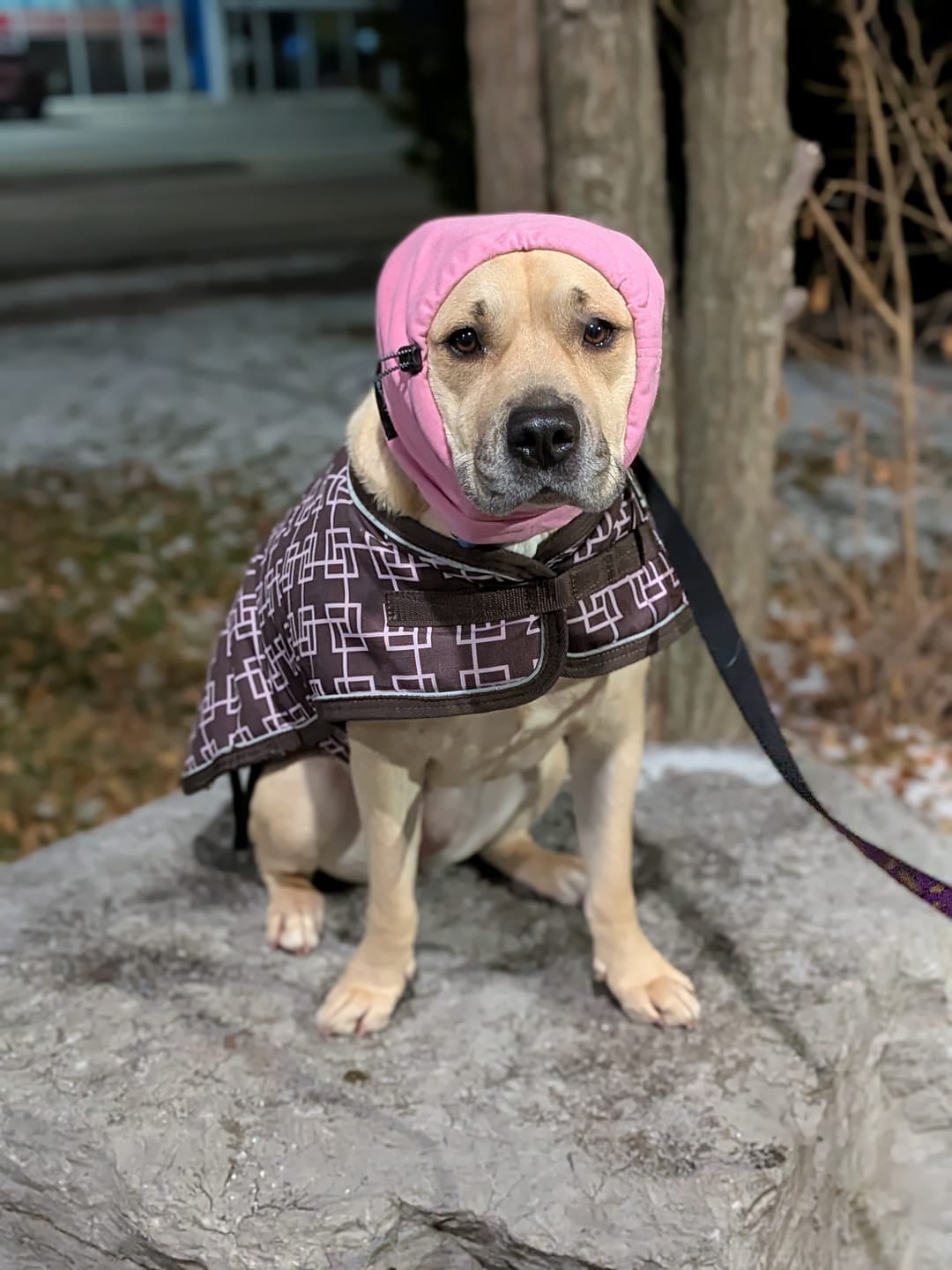 Customer photo review of Anxiety Calming Dog Earmuff Protector - Pink