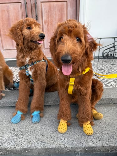 Customer photo review of WagWellies® Mojave