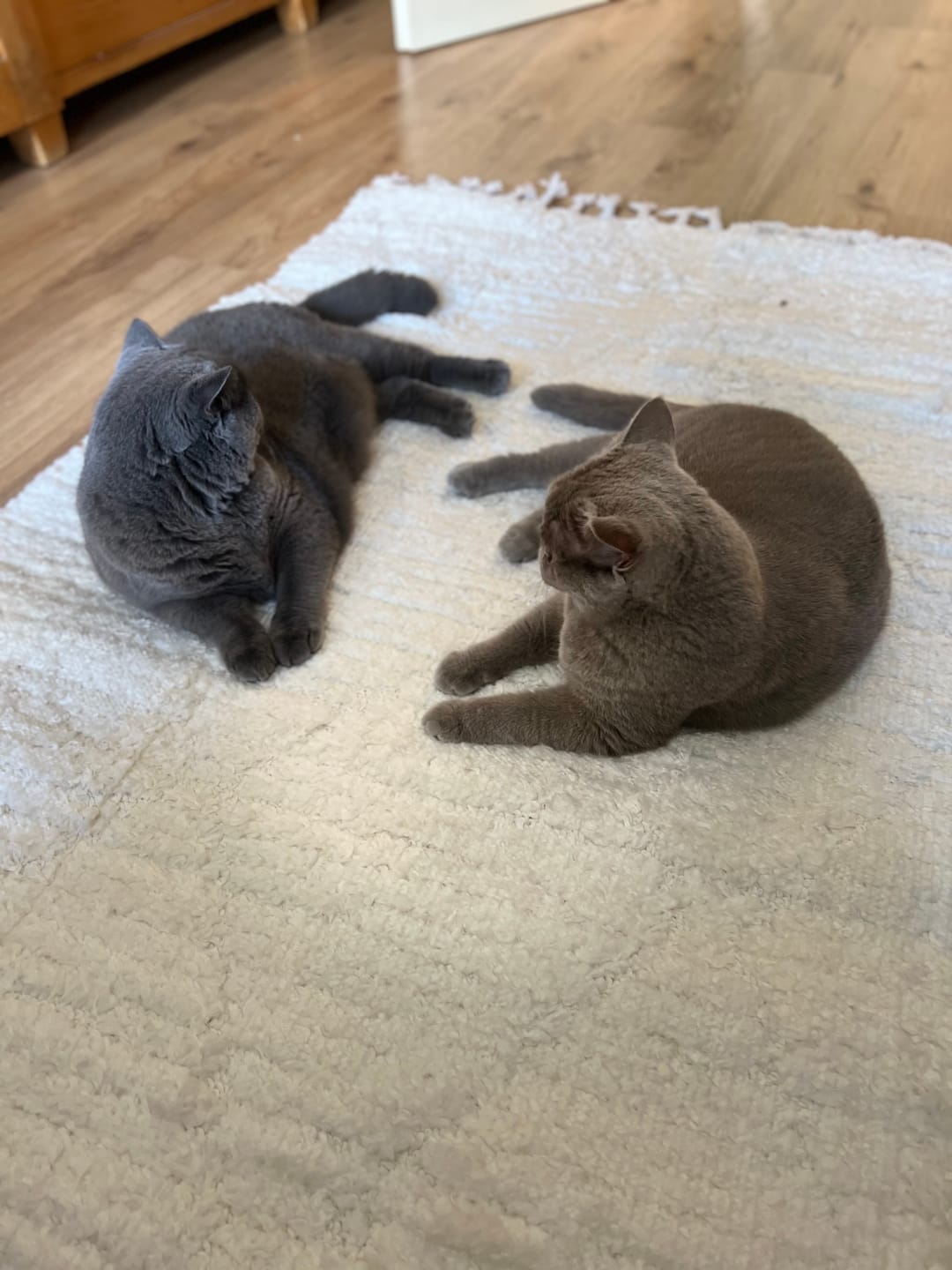 Customer photo review of Nieren Vitalsuppe für Katzen