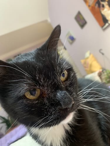 Customer photo review of Cat Cold, Sneezing & Respiratory Support Remedy