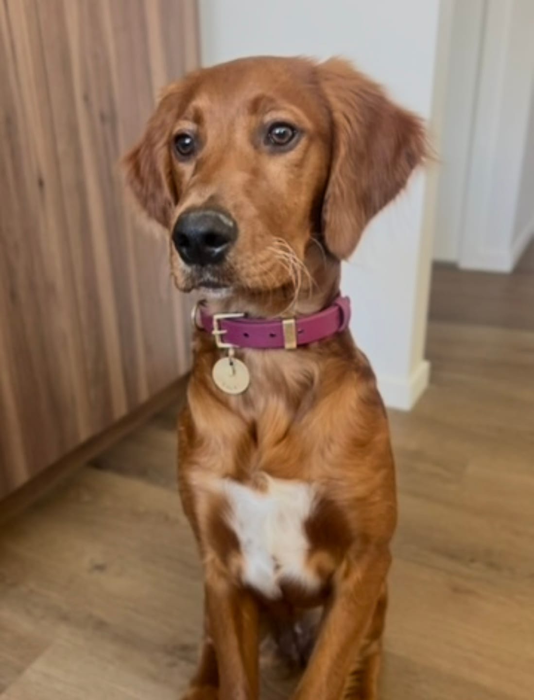 Customer photo review of D-End Dog Collar – Waterproof BioThane® – Designed for Pulling Dogs