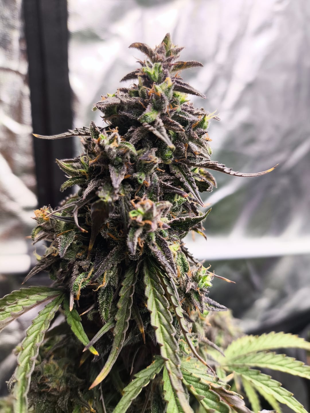 Customer photo review of THC Hamburg City Weed F1 – Die schnellsten THC Cannabis Samen der Welt!
