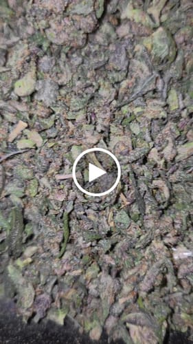 Customer video review of Purple Urkle THCA Trim