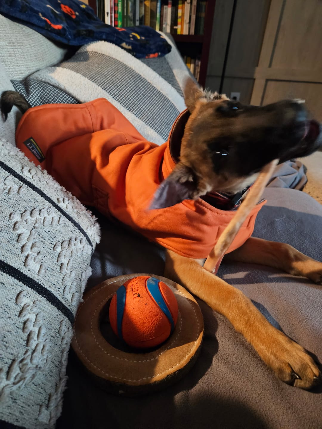 Customer photo review of 12 Inch Standard Bully Stick
