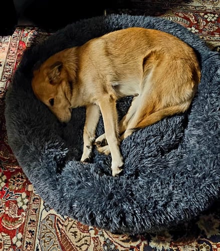 Customer photo review of Puppery Hundebett Wolke 7 - Das Original