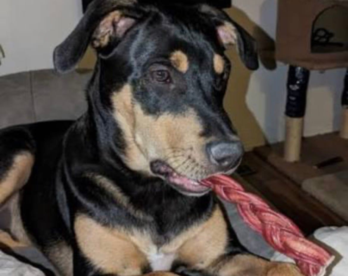 Customer photo review of 6 Inch Thick Braided Bully Stick