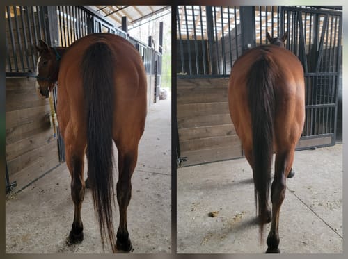 Customer's before-and-after images of a horse from behind, showing improved muscle after taking Osteo-MAX & Gut X.