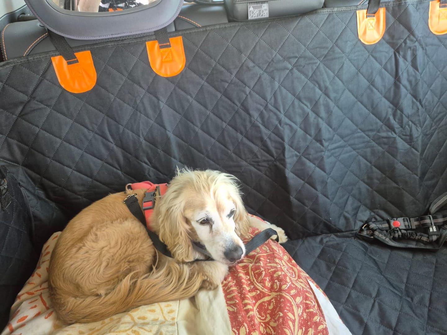 Customer photo review of Funda Impermeable THE DOGS — Auto limpio, perro seguro