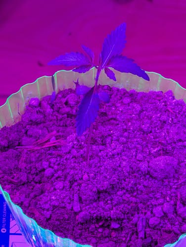 Customer photo review of Greenhouse Smalls