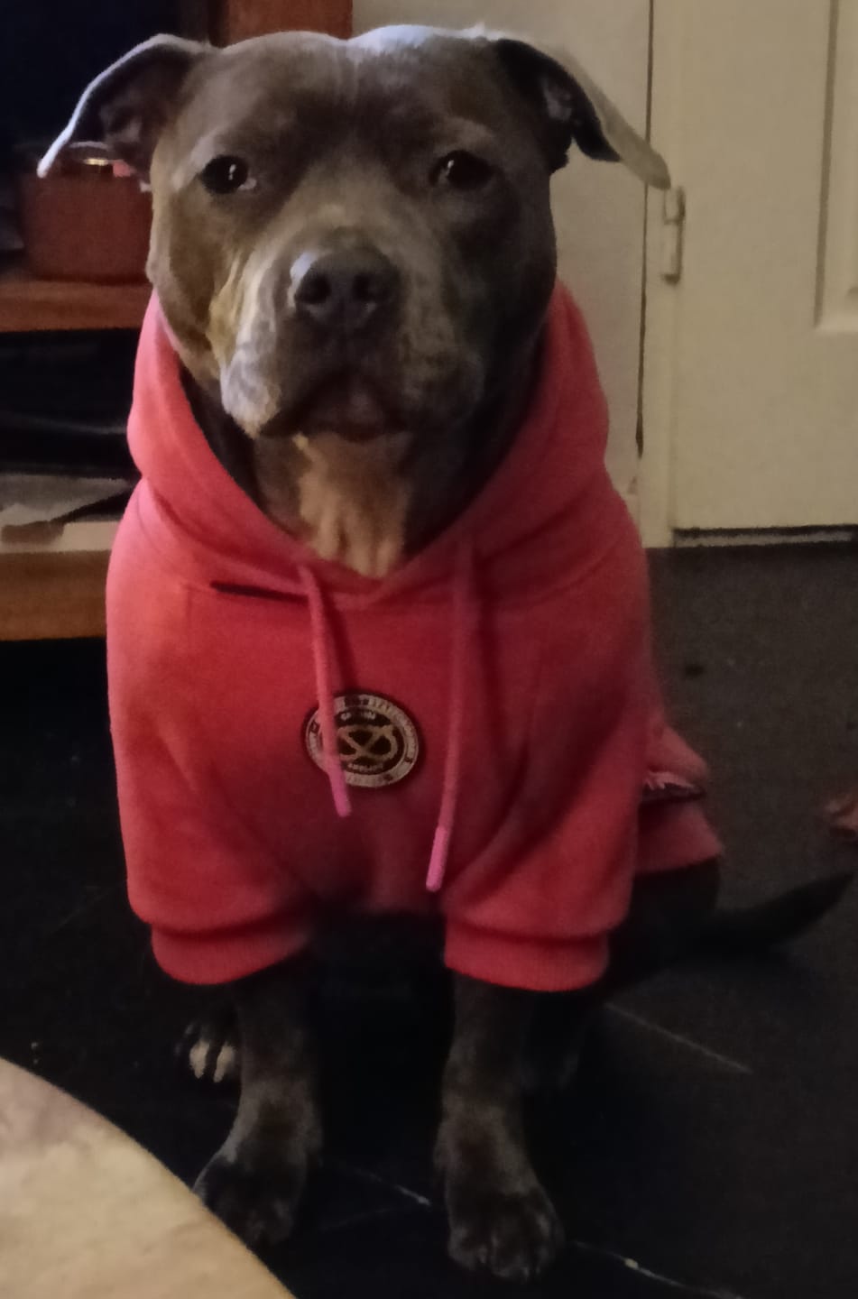 Customer photo review of Staffordshire Bull Terrier 1935® Hoodies - Fuchsia