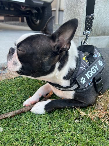 Customer photo review of FunFunPet 高機能ハーネス（お名前タグ作成サービス付き）