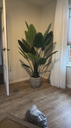 Customer photo review of Strelitzia Kunstplant 180cm