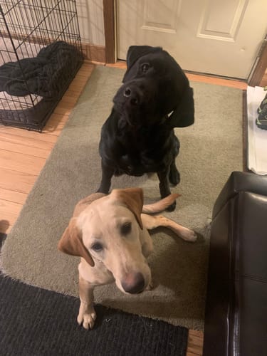 Customer's two happy labradors, one black and one yellow, sitting on a rug and looking up at the camera.
