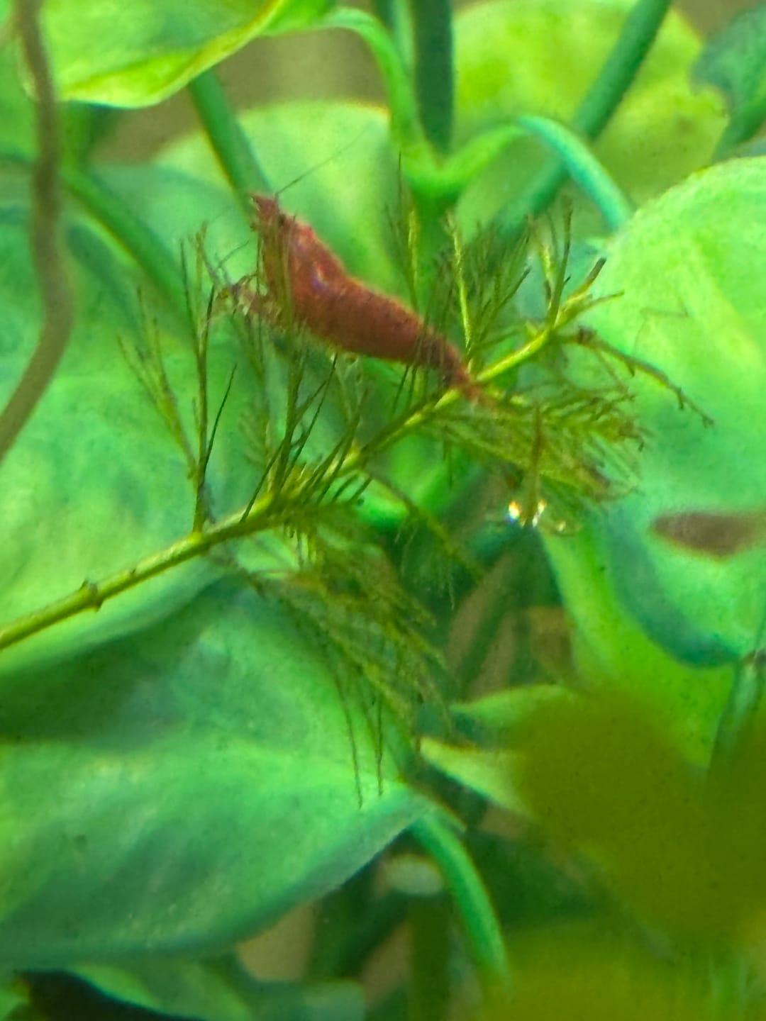 Customer photo review of Orange Rili Shrimp