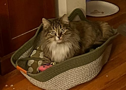Customer photo review of Instinct Basket | Handwoven & Chemical-Free Cat Territory