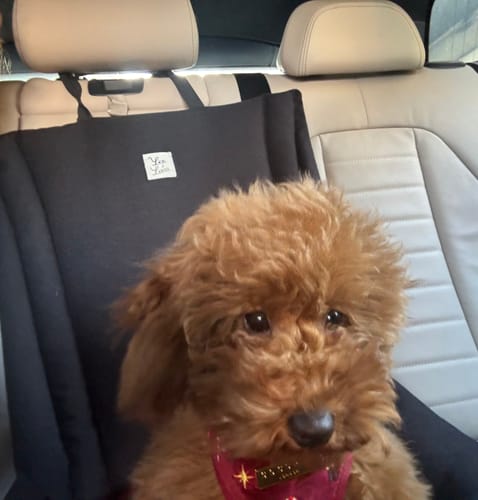 Customer photo review of Seggiolino Auto Mattias Nero (Soft Touch)