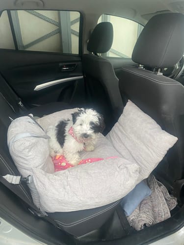 Anmelders lille hund sidder trygt i det polstrede 3-i-1 bilsæde til hunde på en bils bagsæde.