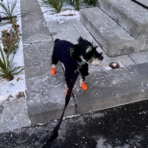 Customer photo review of WagWellies® by wagwear