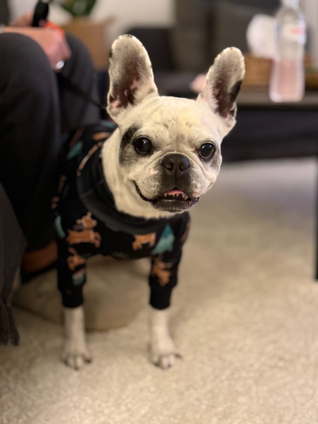 Customer photo review of Dog Christmas Pajama - Reindeers